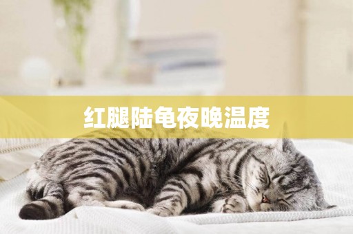 紅腿陸龜夜晚溫度