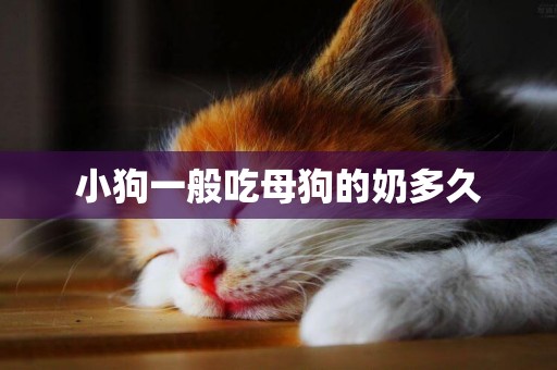 小狗一般吃母狗的奶多久