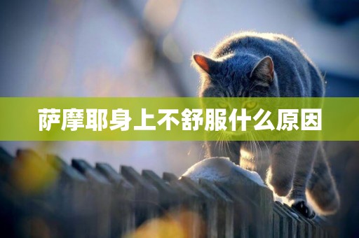 薩摩耶身上不舒服什么原因