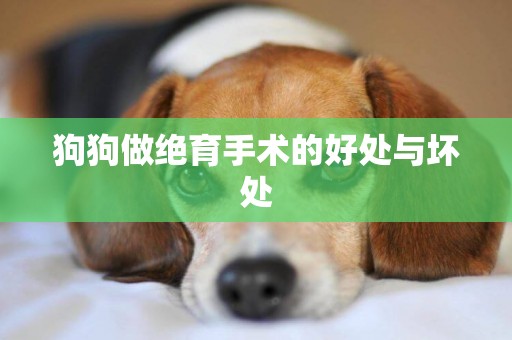 狗狗做絕育手術的好處與壞處