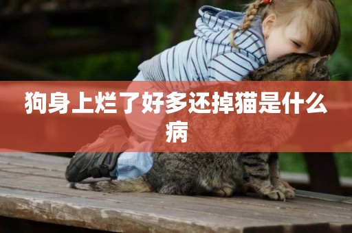 狗身上爛了好多還掉貓是什么病
