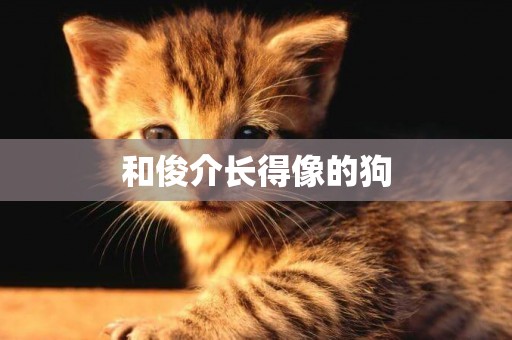 和俊介長得像的狗