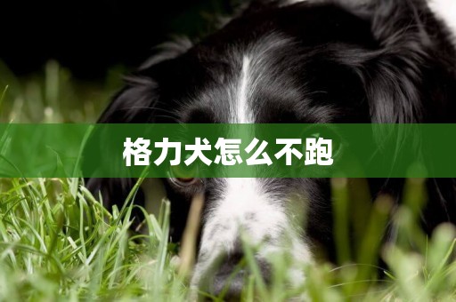 格力犬怎么不跑