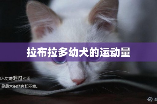 拉布拉多幼犬的運動量