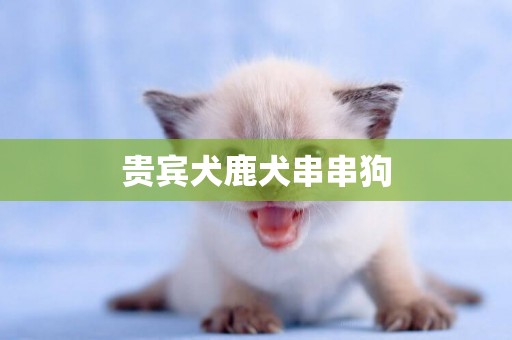 貴賓犬鹿犬串串狗