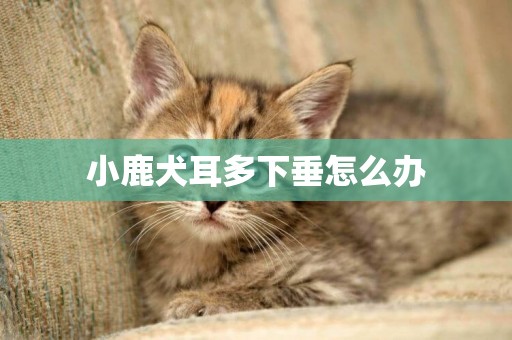 小鹿犬耳多下垂怎么辦
