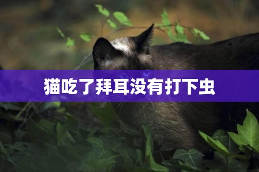 貓吃了拜耳沒有打下蟲