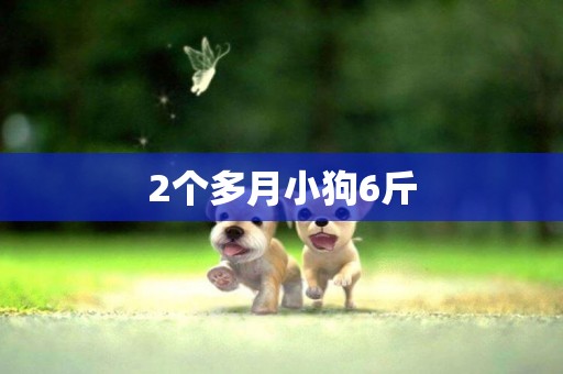 2個多月小狗6斤
