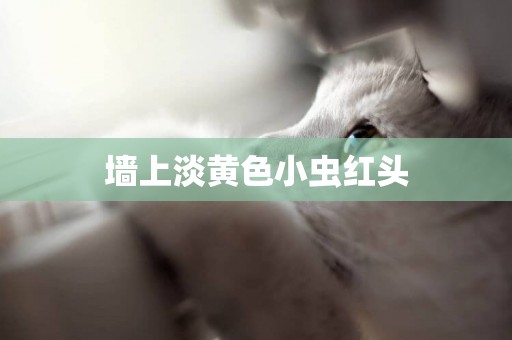 墻上淡黃色小蟲紅頭