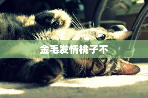 金毛發情桃子不