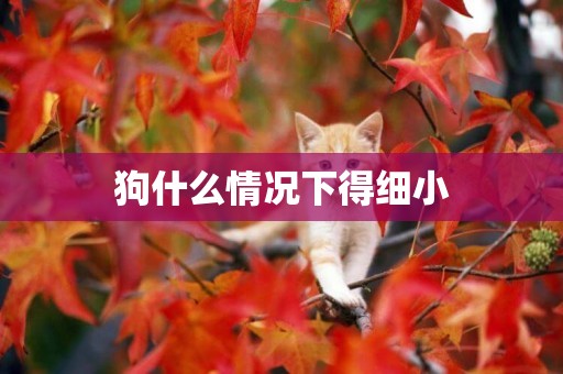 狗什么情況下得細小