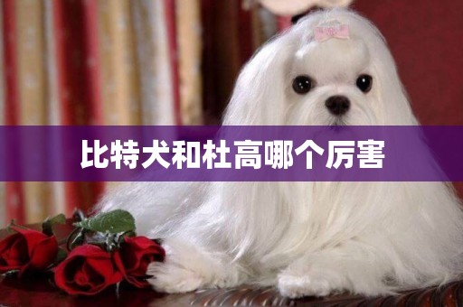 比特犬和杜高哪個厲害