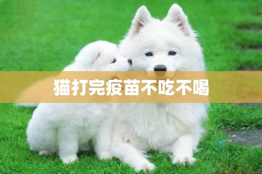 貓打完疫苗不吃不喝