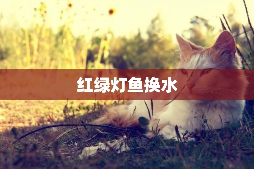 紅綠燈魚換水