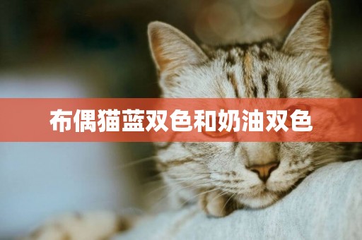 布偶貓藍雙色和奶油雙色