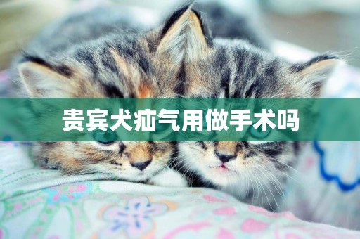 貴賓犬疝氣用做手術嗎