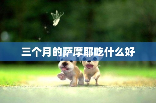 三個月的薩摩耶吃什么好