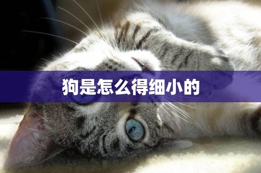 狗是怎么得細小的