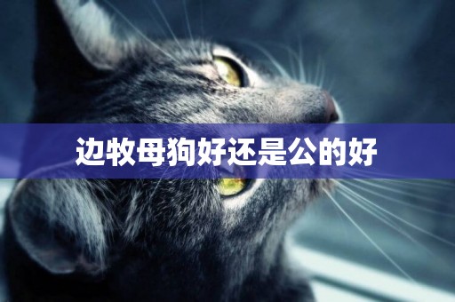 邊牧母狗好還是公的好