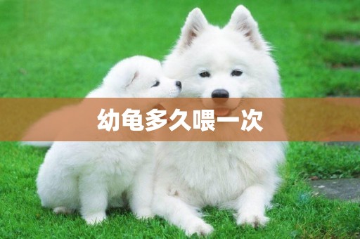 幼龜多久喂一次