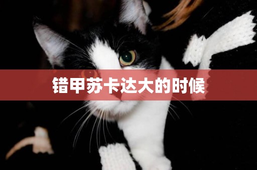 錯甲蘇卡達大的時候