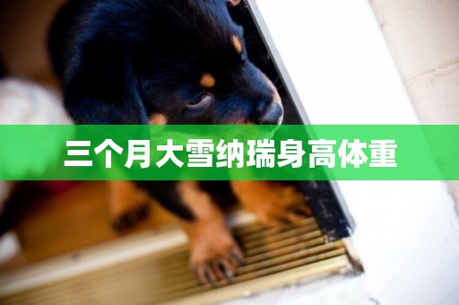 三個月大雪納瑞身高體重