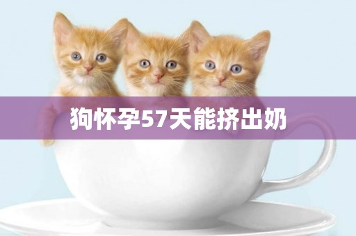 狗懷孕57天能擠出奶