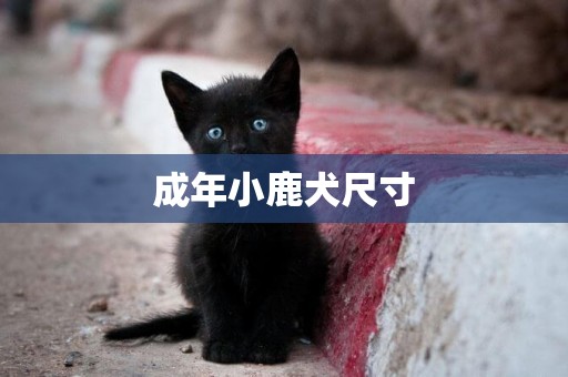 成年小鹿犬尺寸