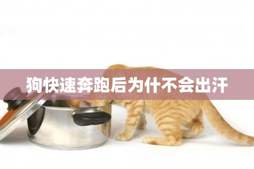 狗快速奔跑后為什不會出汗