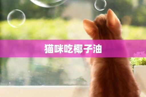 貓咪吃椰子油