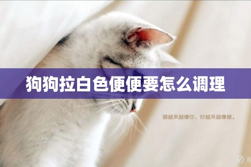 狗狗拉白色便便要怎么調理