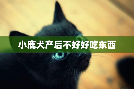 小鹿犬產后不好好吃東西