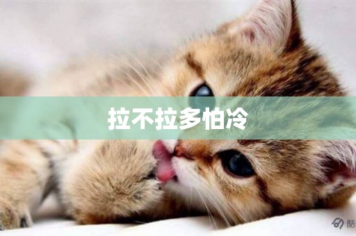 拉不拉多怕冷