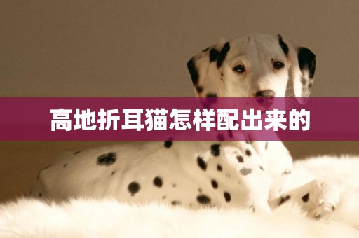 高地折耳貓怎樣配出來的