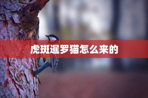 虎斑暹羅貓怎么來的