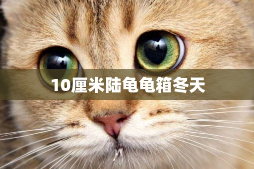 10厘米陸龜龜箱冬天