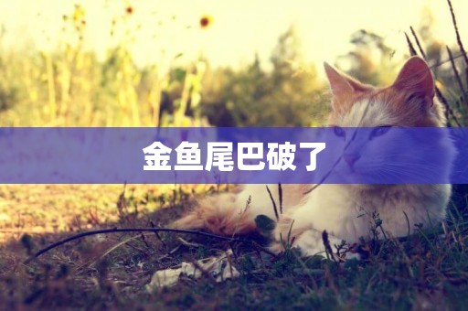 金魚尾巴破了