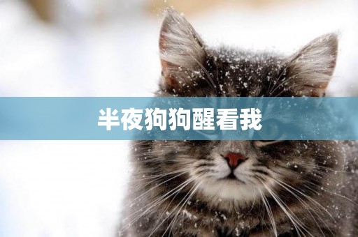 半夜狗狗醒看我