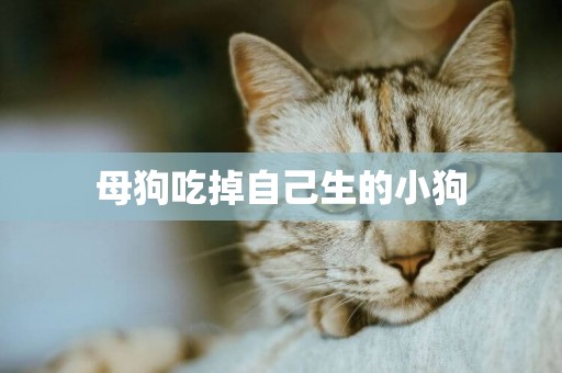 母狗吃掉自己生的小狗