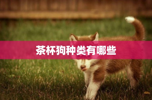 茶杯狗種類有哪些