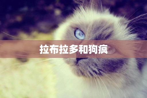 拉布拉多和狗瘋