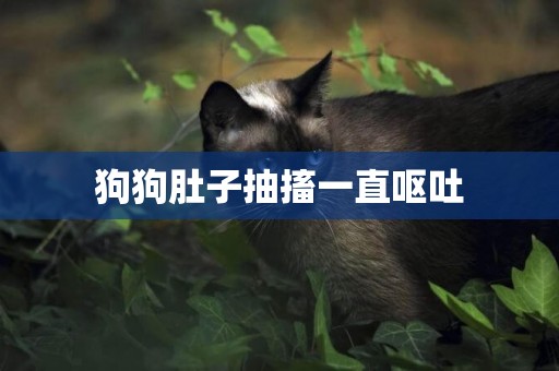 狗狗肚子抽搐一直嘔吐