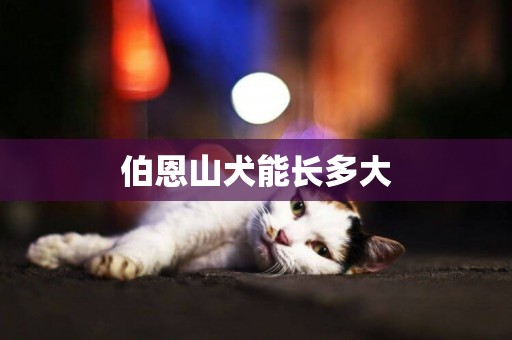 伯恩山犬能長多大