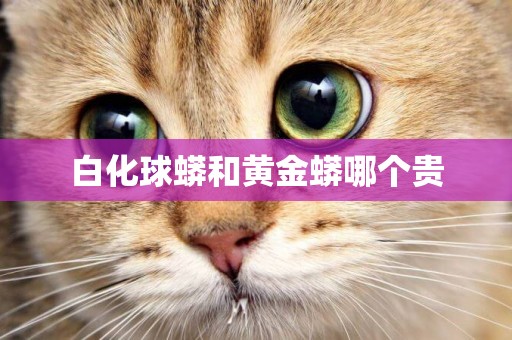白化球蟒和黃金蟒哪個貴