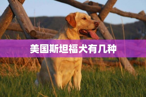 美國斯坦福犬有幾種