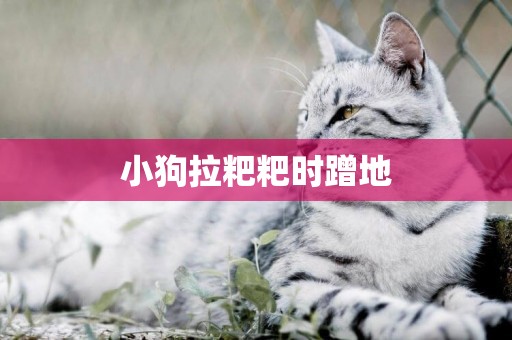 小狗拉粑粑時蹭地