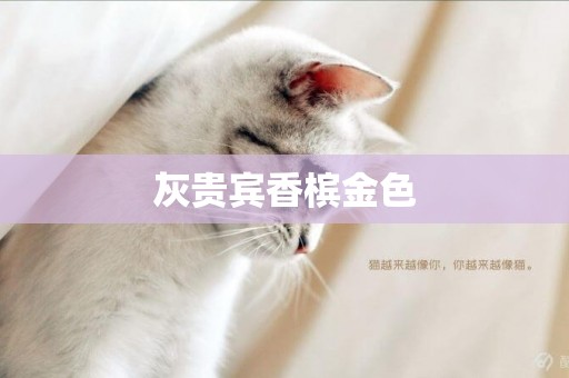 灰貴賓香檳金色
