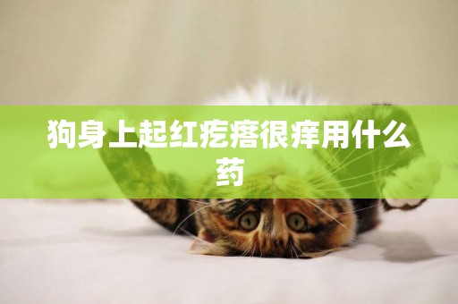 狗身上起紅疙瘩很癢用什么藥