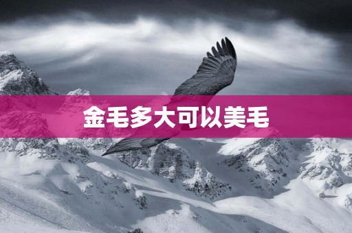 金毛多大可以美毛
