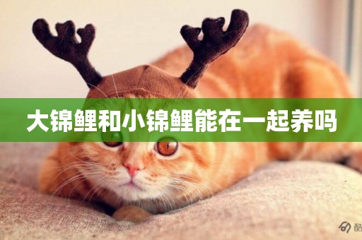 大錦鯉和小錦鯉能在一起養嗎